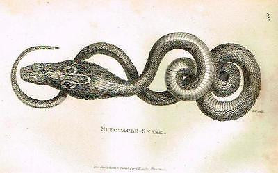 Shaw's Zoology - "SPECTACLE SNAKE" - Copper Engraving - 1803
