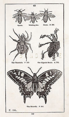 "HISTORY OF THE EARTH" by Goldsmith - 1810 - BEE, TARANTULA, BEETLE & BUTTERFLY - Sandtique-Rare-Prints and Maps