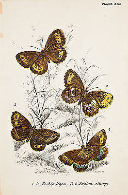 Kirby Butterflies & Moths - EREBIA LIGEA - Chromolithograph - 1896