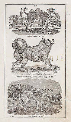 "HISTORY OF THE EARTH" by Goldsmith -1810- THE BULL DOG, THE ESQUIMAUX & HARRIER - Sandtique-Rare-Prints and Maps