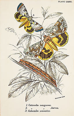 KIRBY BUTTERFLIES - "CATOCALA NEOGAMA" Chromo Print - 1896