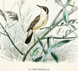 D'Orbigny's Birds - "LE MAUVIS & LA DRAINE" - Hand Col Eng - 1867