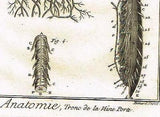 Diderot's Enclyclopedie - TRONC DE LA VEINE PORTE - c1750