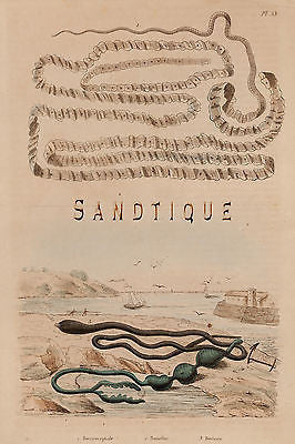 Guerin's Dictionnaire Naturelle - "BONELLIE & BORLASIE" - H/Col. Litho -1836
