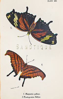 Kirby Butterflies & Moths - MARPESIA PELEUS - Chromolithograph - 1896
