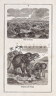 "HISTORY OF THE EARTH" by Goldsmith -1810- HERD OF BISONS & ELEPHANT WITH YOUNG - Sandtique-Rare-Prints and Maps