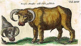 Jonston - Merian Animals - "BULLS & CALF" - Hand-Colored Eng -1657