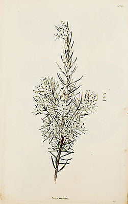 Loddiges Flower - "ERICA CONFERTA" - Hand Colored Engraving - 1818