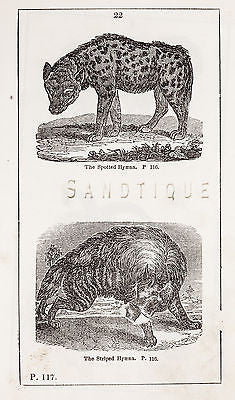 "HISTORY OF THE EARTH" by Goldsmith - 1810 - THE SPOTTED HYAENA & STRIPED HYAENA - Sandtique-Rare-Prints and Maps