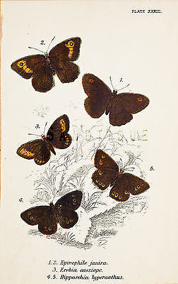 Kirby Butterflies  - "EPINEPHILE JANIRA" - Chromolithograph - 1896