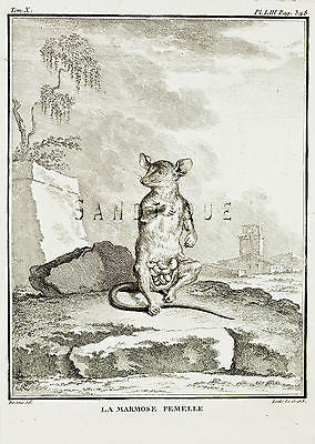 De Seve's Animals - "LE MARMOSE FEMELLE" - Copper Engraving - 1760