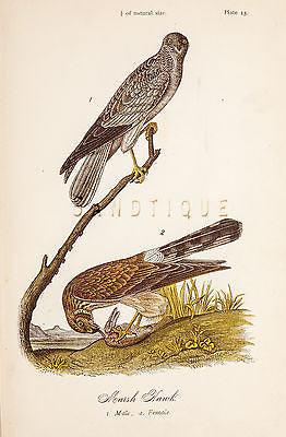 Warren's "Birds of Pennsylvania" - "MARSH HAWK" - Chromolith -1888