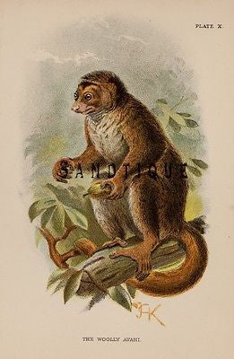 Chromolithograph -  "THE WOOLLY AVAHI" - from  Allen's PRIMATE -1894
