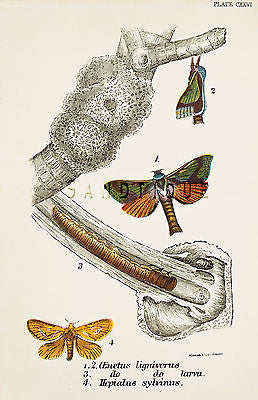 KIRBY BUTTERFLIES - "OENETUS LIGNIVORUS" Chromo Print - 1896