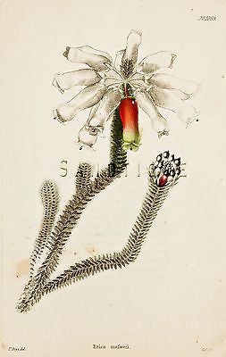 Loddiges Flower - "ERICA MAFSONI" - Hand Colored Engraving - 1818