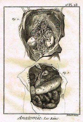 Antique Medical Print