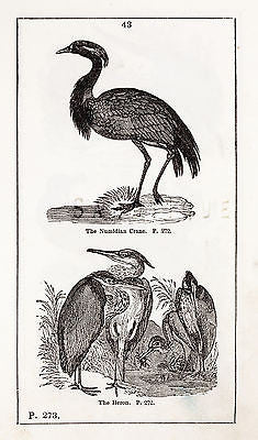 "HISTORY OF THE EARTH" by Goldsmith - 1810 - THE NUMIDIAN CRANE & THE HERON - Sandtique-Rare-Prints and Maps