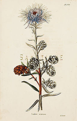 Loddiges Flower - "LIATRIS SCARIOSA" - Hand Colored Engraving - 1818