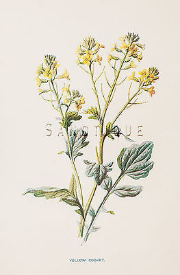 Hulme's Flowers - Colored Litho -1902- UPRIGHT MEADOW CROWFOOT