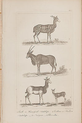 Goldsmith's History of the Earth - INDIAN ANTELOPE - Steel Engraving -1850