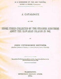Litho "CIRRHILABRUS JORDANI"  - from  Snyder's "Hawaiian Shore Fishes"-1904