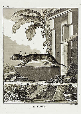De Seve's Animals - "LE TOUAN" - Copper Engraving - 1760