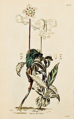 Loddiges Flower - "PYROLA MACULATA" - Hand Colored Engraving - 1818