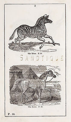 "HISTORY OF THE EARTH" by Goldsmith - 1810 - THE ZEBRA & THE HORSE - Sandtique-Rare-Prints and Maps
