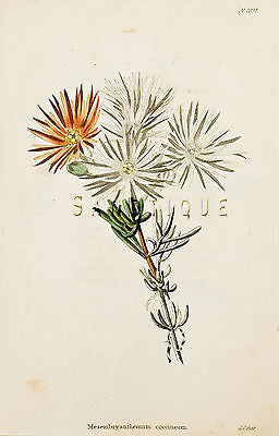 Loddiges Flower - "MESEMBRYANTHEMUM" - Hand Colored Engraving - 1818