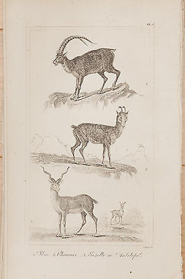 Goldsmith's History of the Earth - CHAMOIS & ANTELOPE - Steel Engraving -1850