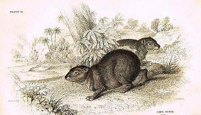 Jardine's "Naturalist's Library" - "CAPE HYRAX" - Hand-Col.Engraving - c1834