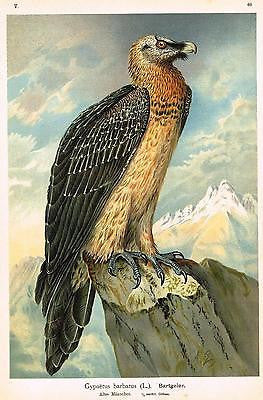 Nauman's Birds - "BARTGEIER" - Chromo by Keulemans - 1895