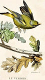D'Orbigny's Birds - "LE SENEGALI & LE BENGALI" - Hand Col Eng - 1867