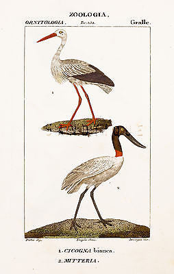Turpin's Bird Prints - "CICOGNA & MITTERIA" - Hand-Colored Engraving - 1837
