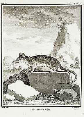 De Seve's Animals - "LE SARIGUE MALE" - Copper Engraving - 1760