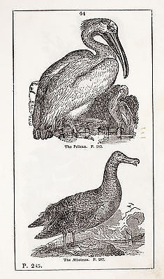 "HISTORY OF THE EARTH" by Goldsmith - 1810 - THE PELICAN & THE ALBATROSS - Sandtique-Rare-Prints and Maps