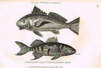 Shaw's Zoology" - "BLUE FINNED LABRUS" - Copper Engraving - 1803