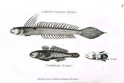 Shaw's  Zoology - "LANCE-TAILED GOBY" - Copper Engraving - 1803