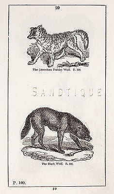 "HISTORY OF THE EARTH" by Goldsmith -1810- AMERICAN PRAIRIE WOLF & BLACK WOLF - Sandtique-Rare-Prints and Maps