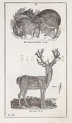 "HISTORY OF THE EARTH" by Goldsmith -1810- THE NAPU MUSK DEER & THE STAG - Sandtique-Rare-Prints and Maps