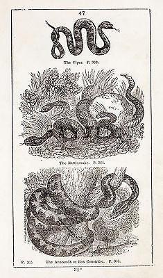 "HISTORY OF THE EARTH" by Goldsmith - 1810- VIPER, RATTLESNAKE & BOA CONSTRICTOR - Sandtique-Rare-Prints and Maps