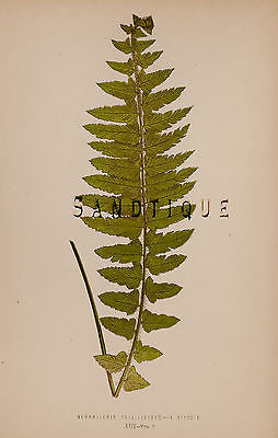 Lowe's British Ferns - NEPHROLEPIS TUBEROSA - Chromolithograph - 1856