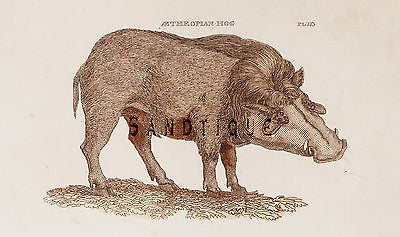 Brightly's World View - "AETHEOPIAN HOG" - 1807 - Copper Engraving