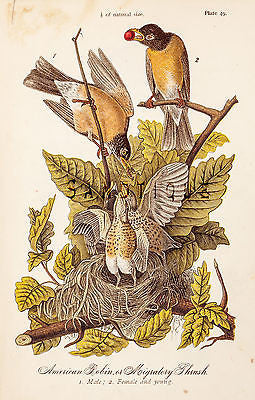Warren's "Birds of Pennsylvania" - "AMERICAN ROBIN" - Chromo -1888