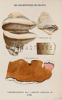 Antique Mushroom Print