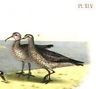 Studer's Birds - 1878 - "THE TURNSTONE" - Chromolithograph