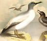 Studer's Birds - 1878 - Plate LXXXVI  - ALBATROSS & SKUA