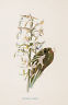 Edward Hulme's Flowers - Colored Litho -1902- BUTTERFLY ORCHIS