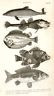 "Animated Nature" by Goldsmith -1838- FISH - DOLPHIN - Sandtique-Rare-Prints and Maps