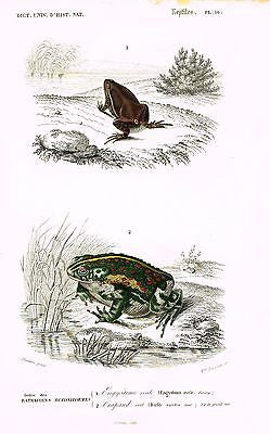 D'Orbigny's Reptiles - "BATRACIENS BUFONIFORMES" - Hand Col Litho - 1841